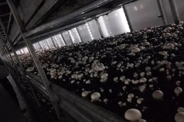 双孢菇是不是口蘑，双孢菇是口蘑