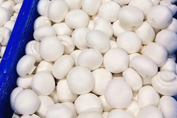 双孢菇是不是口蘑，双孢菇是口蘑