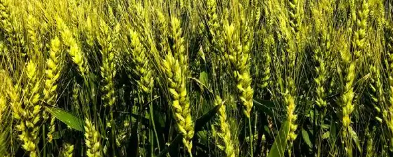 适合新疆种植的高产小麦品种，推荐新冬55号、新春46号等