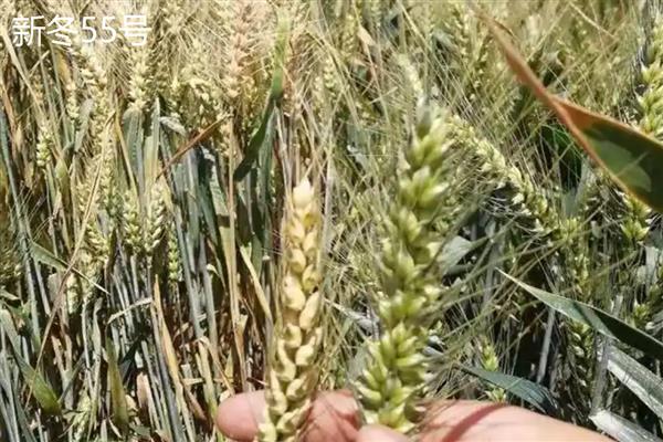 适合新疆种植的高产小麦品种，推荐新冬55号、新春46号等