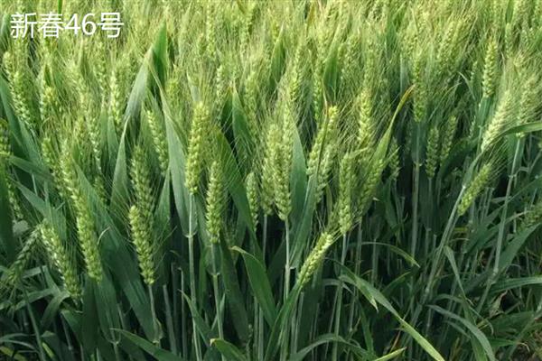 适合新疆种植的高产小麦品种，推荐新冬55号、新春46号等