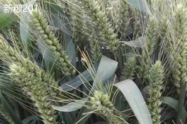 适合新疆种植的高产小麦品种，推荐新冬55号、新春46号等