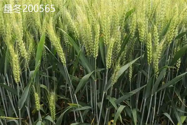 适合新疆种植的高产小麦品种，推荐新冬55号、新春46号等