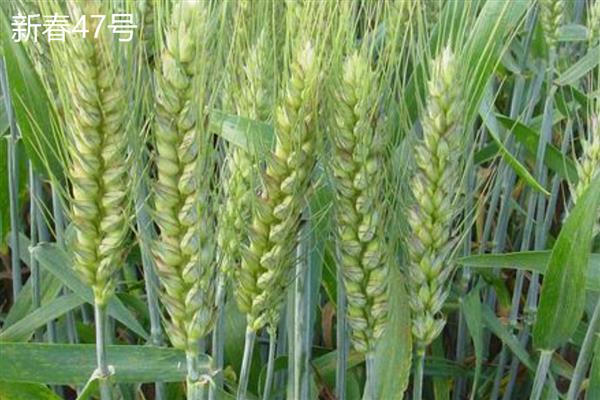 适合新疆种植的高产小麦品种，推荐新冬55号、新春46号等