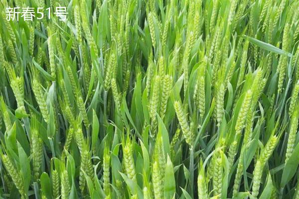 适合新疆种植的高产小麦品种，推荐新冬55号、新春46号等