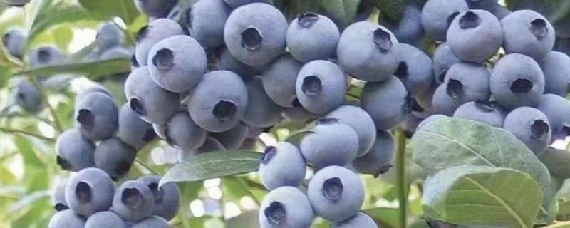 莱克西蓝莓果实的特征,为中大果型蓝莓