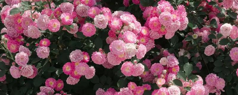 冬天蔷薇会不会冻死,蔷薇冬天不会冻死