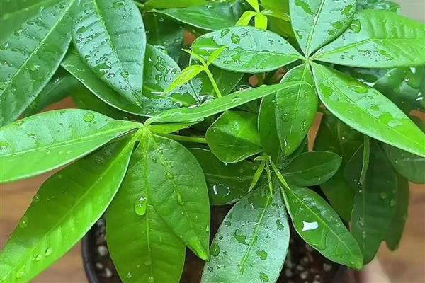 发财树怎样换盆，将损坏的根系修剪一下再上盆