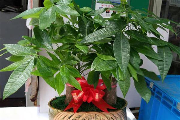 发财树怎样换盆，将损坏的根系修剪一下再上盆