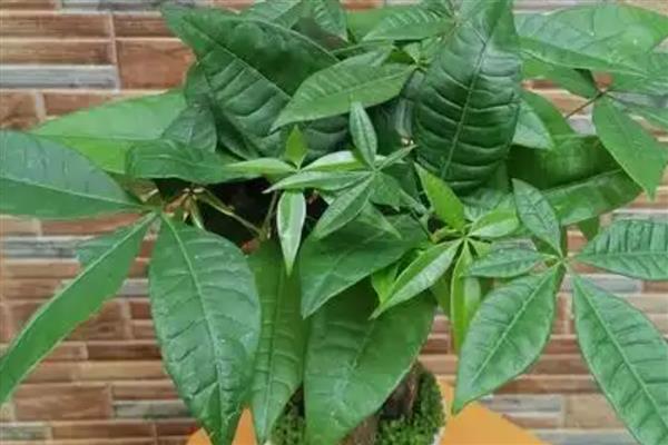 发财树怎样换盆，将损坏的根系修剪一下再上盆