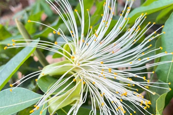发财树怎样换盆，将损坏的根系修剪一下再上盆