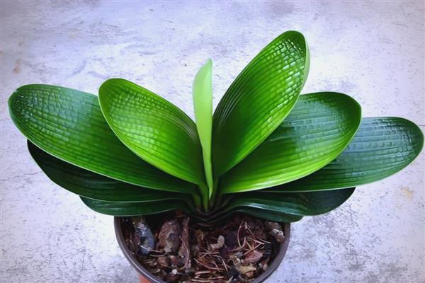 君子兰中间的叶子烂了怎么处理，移到通风透气的半阴环境中养护