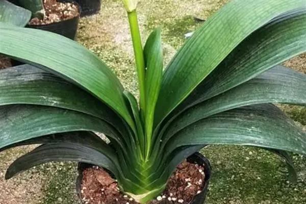 君子兰中间的叶子烂了怎么处理，移到通风透气的半阴环境中养护
