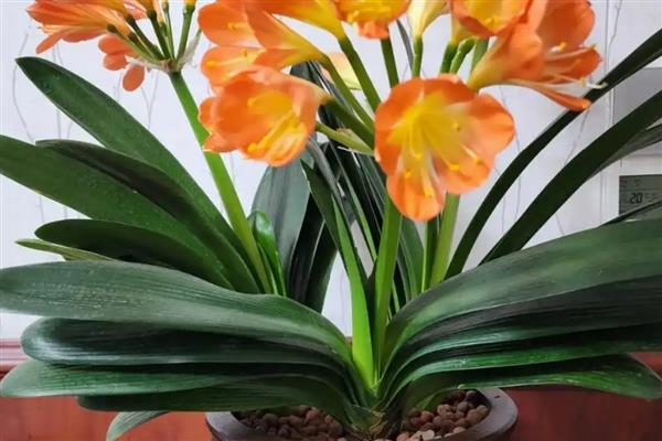 君子兰中间的叶子烂了怎么处理，移到通风透气的半阴环境中养护