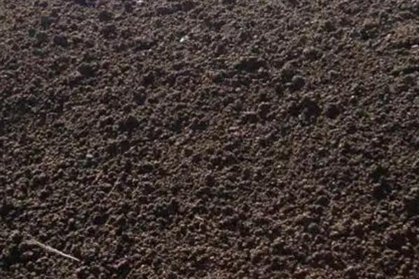 君子兰中间的叶子烂了怎么处理，移到通风透气的半阴环境中养护