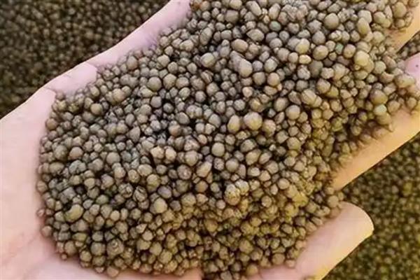 君子兰中间的叶子烂了怎么处理，移到通风透气的半阴环境中养护