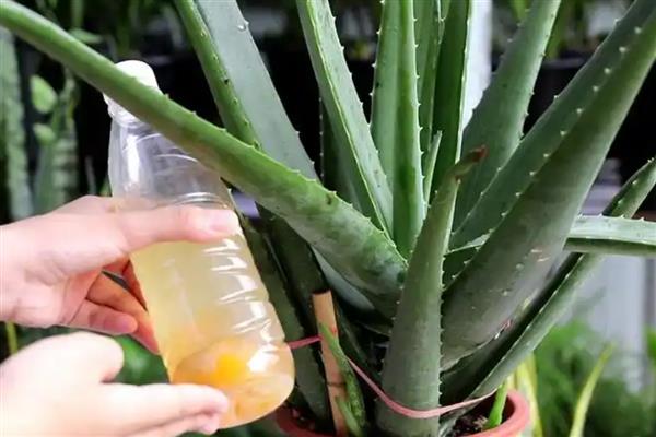 君子兰中间的叶子烂了怎么处理，移到通风透气的半阴环境中养护