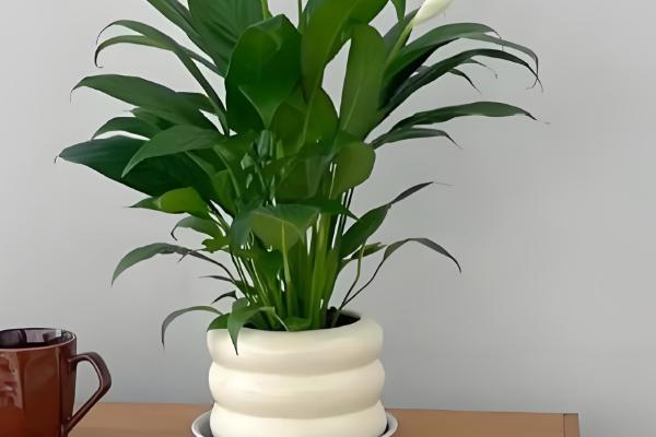 白掌能养在家里吗，可以在家里养