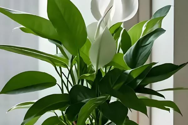 白掌能养在家里吗，可以在家里养