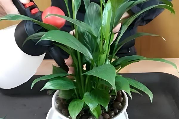 白掌能养在家里吗，可以在家里养