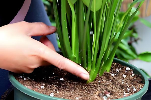 白掌能养在家里吗，可以在家里养