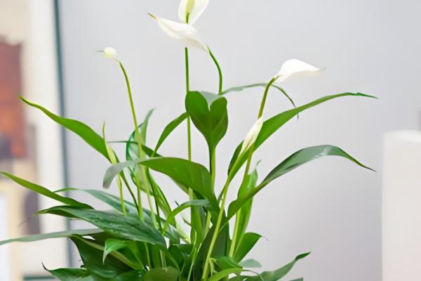 白掌能养在家里吗，可以在家里养