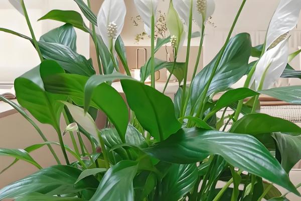 白掌能养在家里吗，可以在家里养