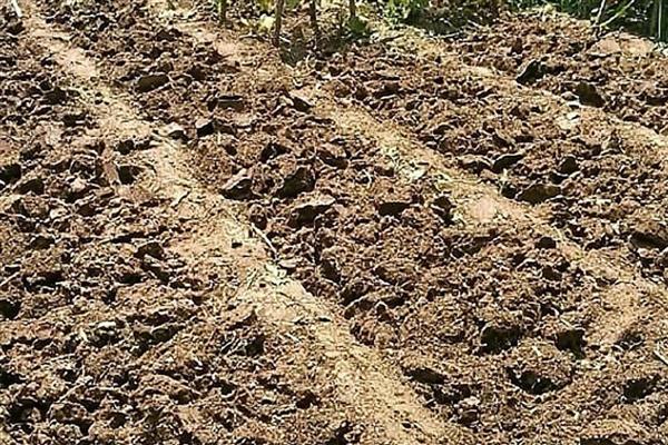 大棚哈密瓜的管理技术，以沙质土壤种植为主