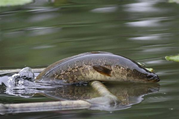 为什么黑鱼称为孝鱼,因为黑鱼有强烈的护幼本能
