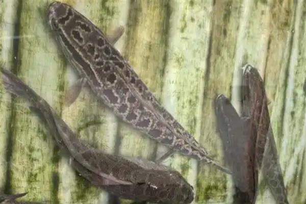 为什么黑鱼称为孝鱼,因为黑鱼有强烈的护幼本能