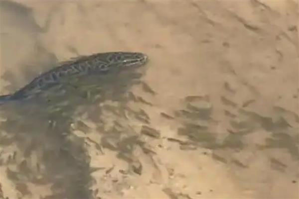 为什么黑鱼称为孝鱼,因为黑鱼有强烈的护幼本能