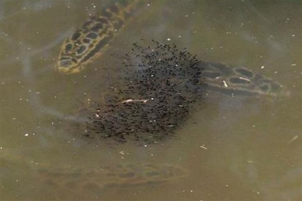 为什么黑鱼称为孝鱼,因为黑鱼有强烈的护幼本能