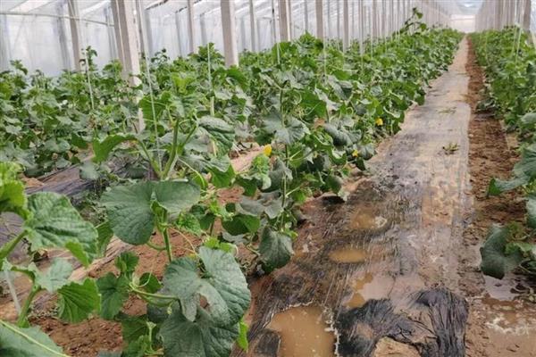 大棚哈密瓜的管理技术，以沙质土壤种植为主