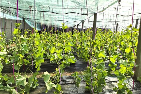 大棚哈密瓜的管理技术，以沙质土壤种植为主