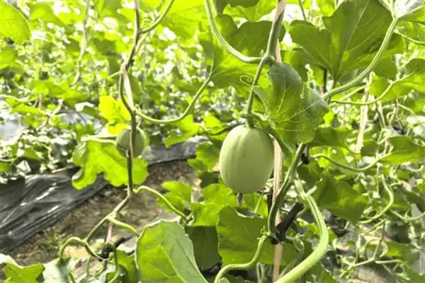 大棚哈密瓜的管理技术，以沙质土壤种植为主