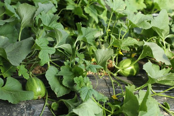 大棚哈密瓜的管理技术，以沙质土壤种植为主