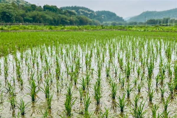 南方水稻一年是几熟，通常为1年1熟