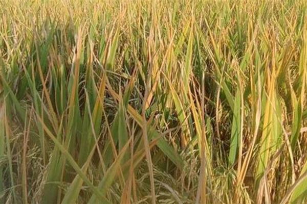 南方水稻一年是几熟，通常为1年1熟