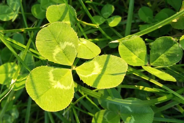三叶草有没有毒，三叶草是没有毒的