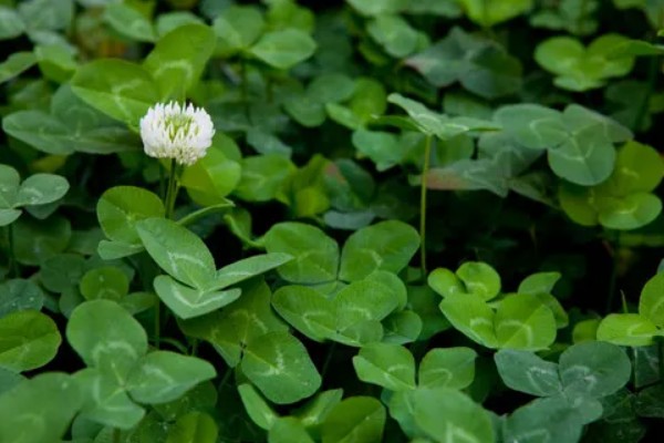 三叶草有没有毒，三叶草是没有毒的