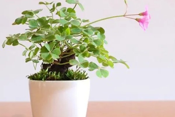 三叶草有没有毒，三叶草是没有毒的