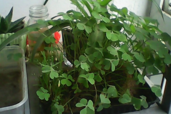 三叶草有没有毒，三叶草是没有毒的