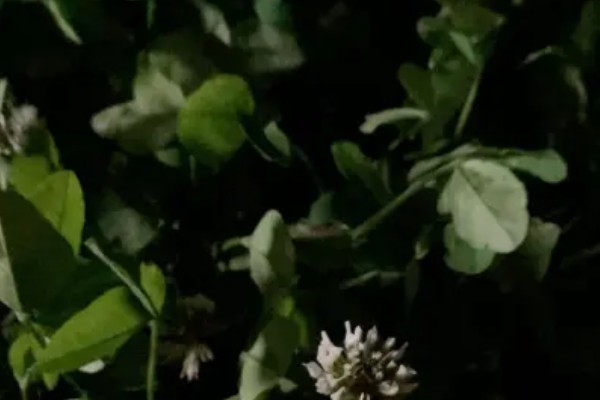 三叶草有没有毒，三叶草是没有毒的