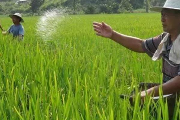 种水稻施什么肥,分蘖肥在移栽或插秧后半个月时施用