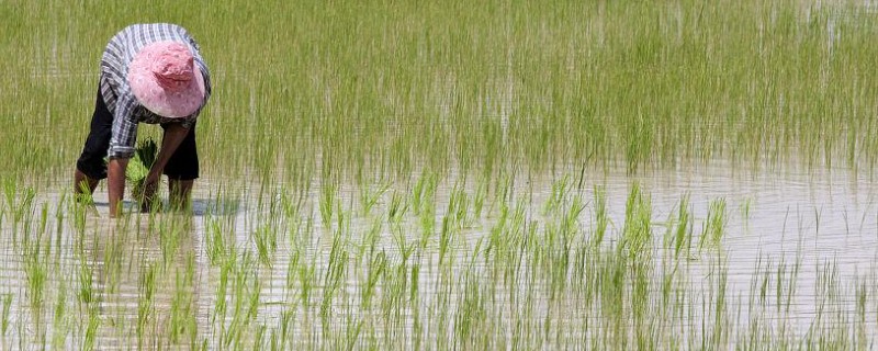 东南亚种植水稻有哪些有利条件,当地终年高温且降水较多