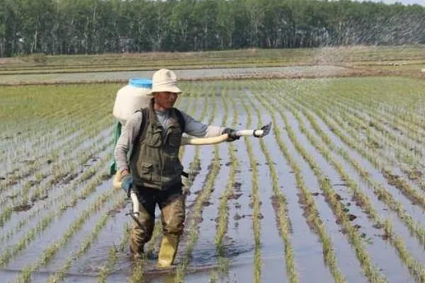 种水稻施什么肥,分蘖肥在移栽或插秧后半个月时施用
