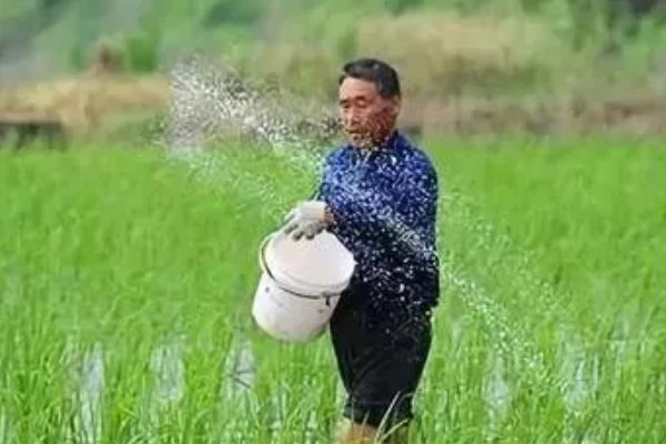 种水稻施什么肥,分蘖肥在移栽或插秧后半个月时施用