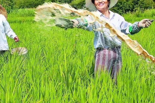 种水稻施什么肥,分蘖肥在移栽或插秧后半个月时施用