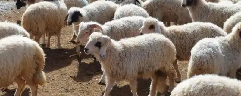 羊食欲不好的原因，可能是消化道疾病引发的