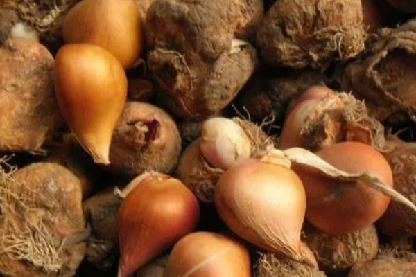 郁金香怎么养殖，使用泥炭土、腐熟土、沙土混合配制盆土